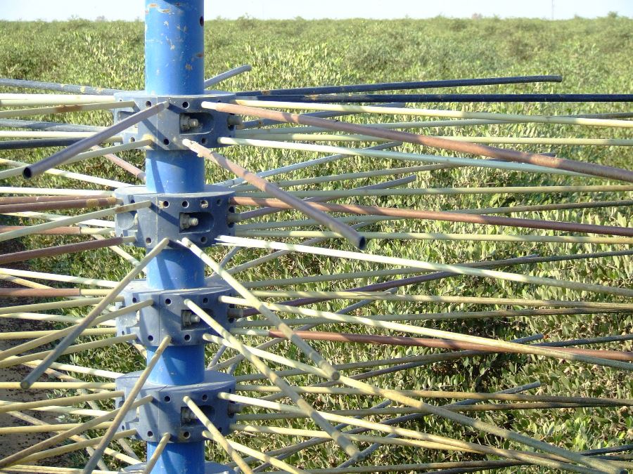 Jojoba Pruning and harvesting israel