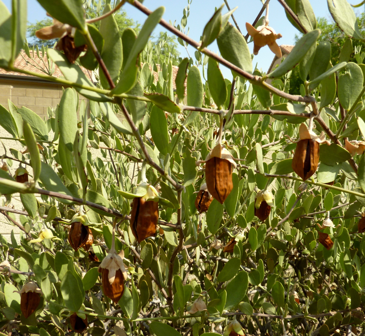 Jojoba fruits