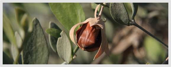 Jojoba seed in husk