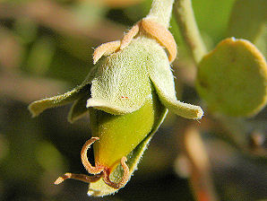 Pollinated jojoba seed