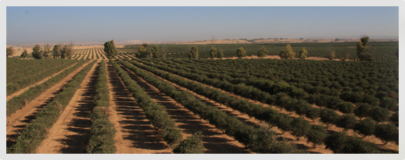 jojoba israel