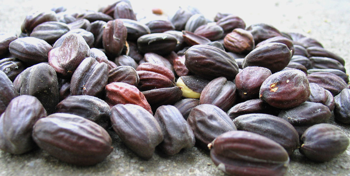 jojoba-seeds