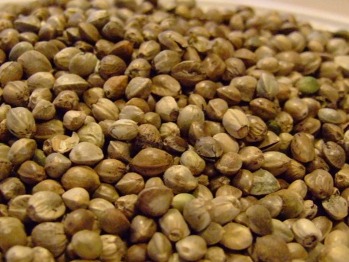 Hemp Seed Close Up