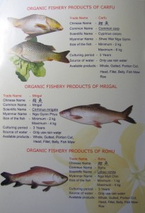 Myanmar Commercial Fish Types