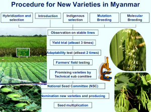 Procedure to Introduce New Seed Varities into Myanmar
