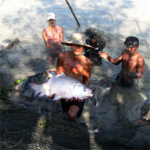 Natural Flow Through Fish Farms Myanmar Irrawaddy Delta 2013 Image David DuByne
