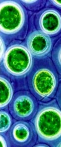 green cells for website(1)