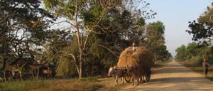 Buffalo Cart Irrawaddy Delta Myanmar 2013 Image David DuByne