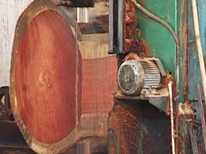 Myanmar Timber Mill Log Cutting