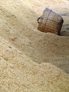 Rice Husks for Biomass Gassification Myanmar 2013