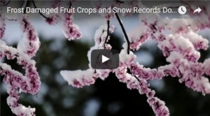 Frost Damaged Fruit Crops and Snow Records Doubled Across USA