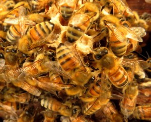 Myanmar Honey Production Image David DuByne Shan State 2015