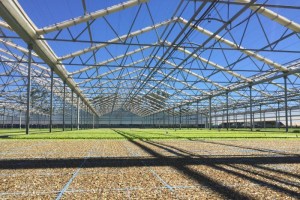 Farmers move crops to greenhouses global cooling