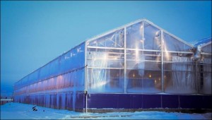 growing tomatoes in -45C in siberia in winter on permafrost