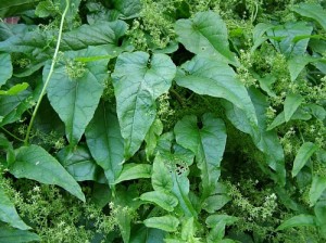 cold tolerant spinach vine