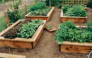 raised bed gardening_